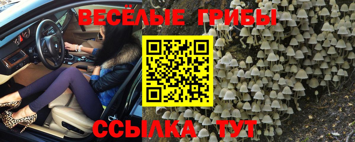 Новошахтинск  Псилоцибиновые грибы Psilocybe  Псилоцибиновые грибы прущие грибы  Вход с VPN 